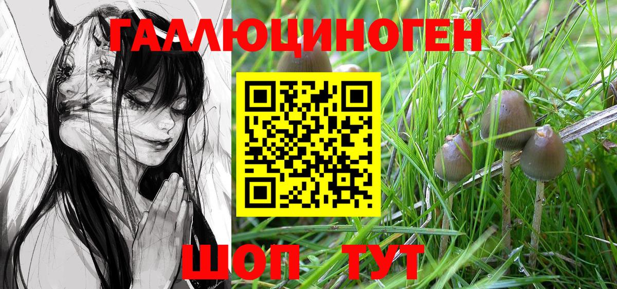 Новотроицк  Псилоцибиновые грибы Psilocybine cubensis  Вход с VPN 